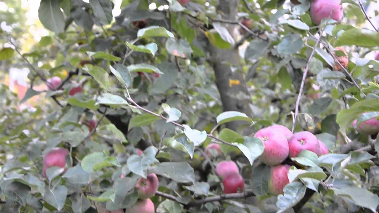 Яблоня свежесть: особенности сорта и ухода