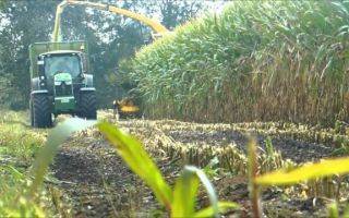 Интенсивная технология возделывания кукурузы на силос