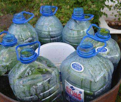 Выращивание огурцов в пластиковой таре в домашних условиях.