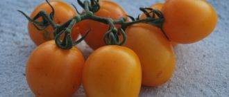 Классический сорт томата английской селекции — «черный русский»: описание и рекомендации по выращиванию