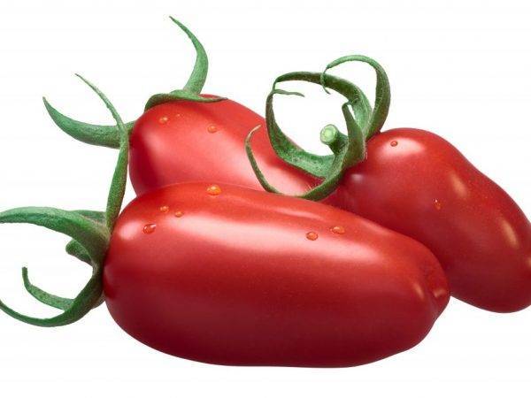 Раннеспелый сорт с крупными плодами — томат 33 богатыря: описание и советы по выращиванию