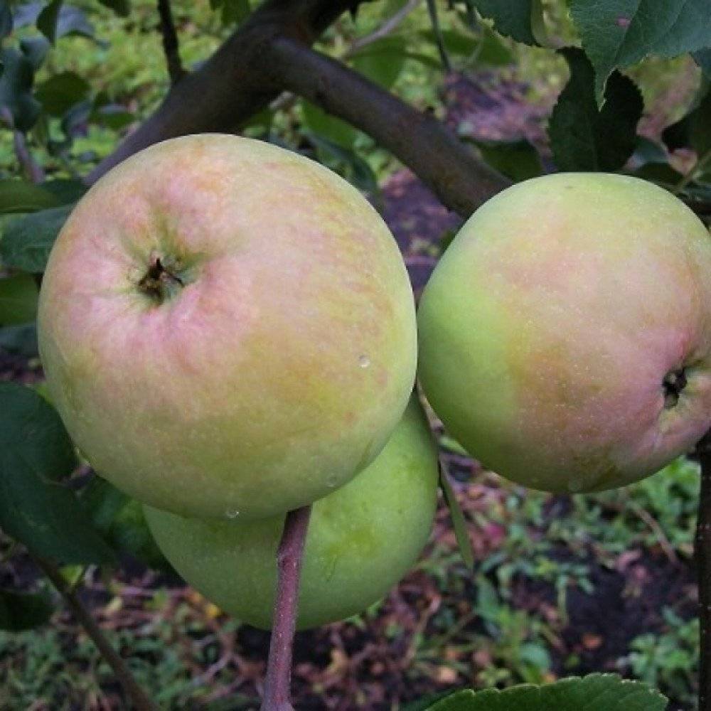 Сорт яблок кутузовец фото и описание