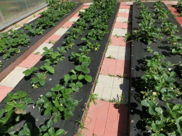 Как посадить клубнику на черный укрывной материал