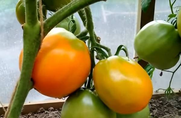Сорт томата «елена f1»: описание, характеристика, посев на рассаду, подкормка, урожайность, фото, видео и самые распространенные болезни томатов