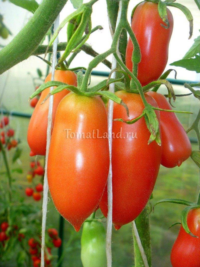 Характеристика и описание сорта томата Московский деликатес, его урожайность