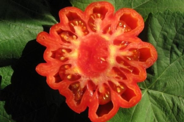 Описание и разновидности сорта томата тлаколула де матаморос, его урожайность