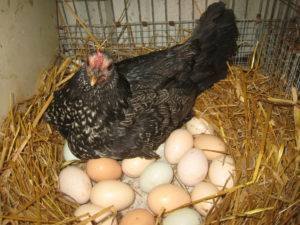 Выращивание кур несушек в домашних условиях с  максимальной яйценоскостью