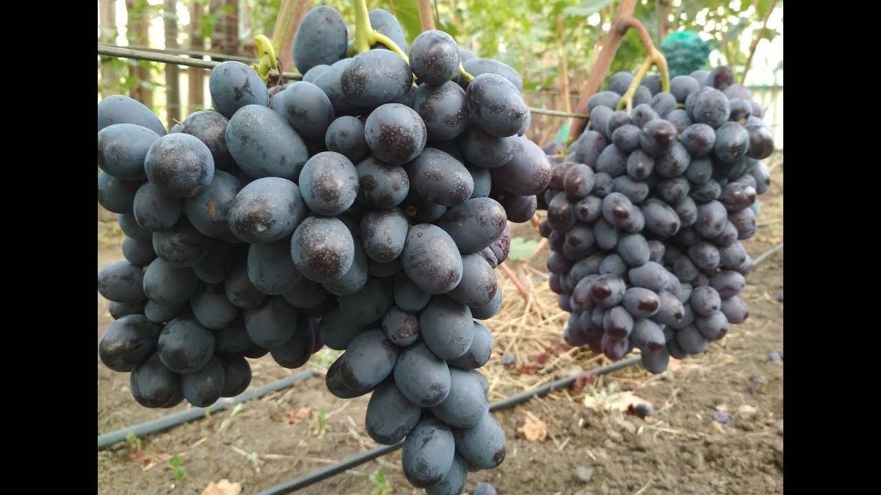Описание и тонкости выращивания винограда сорта Лорано