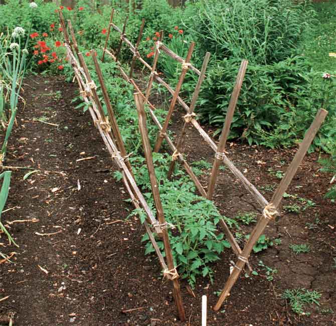 Правильная подвязка помидор – залог хорошего урожая