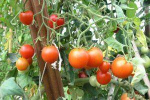 Особенности выращивания томатов по методу терехиных