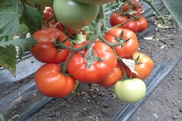 Топ 100 лучших сортов помидоров от сайта современная усадьба