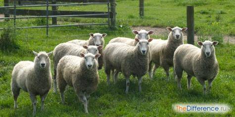 В чем разница между бараном и овцой и как распознать самку и самца