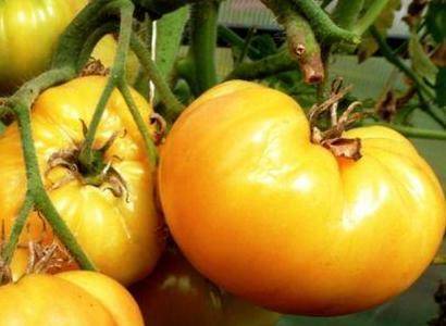 Томат гигант: особенности сорта и 6 этапов выращивания рассады