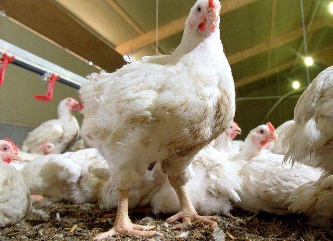 Правильное кормление цыплят бройлеров в различном возрасте: подсчет рациона и рецепты смесей своими руками
