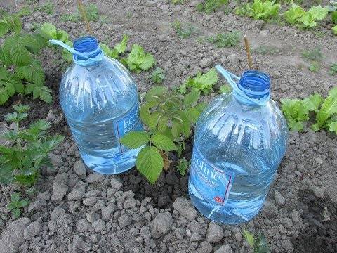 Капельный полив для огурцов из пластиковых бутылок своими руками
