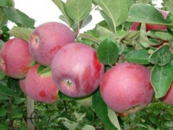 Яблоня спартан — особенности выращивания