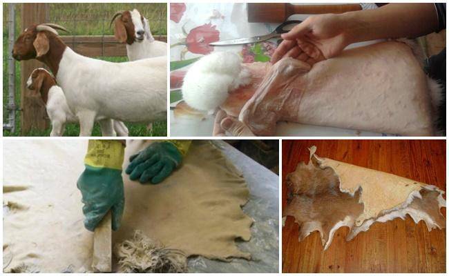 Как в домашних условиях правильно выделать шкуру козы, пошаговая инструкция