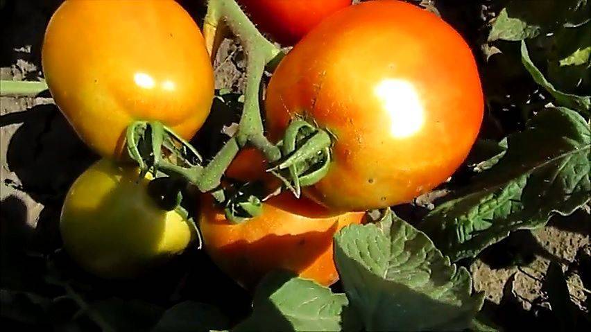 Характеристика и описание сорта томата Новичок, урожайность и выращивание