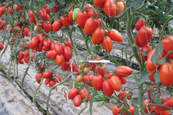 Сорт томата ниагара отзывы фото урожайность
