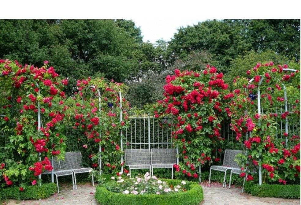 6 типов роз: описание и уход. какие розы посадить в саду?