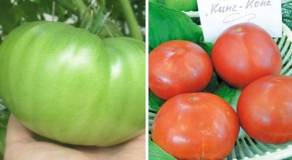 Характеристика и описание томата «зеленое сердце рейнхарда»