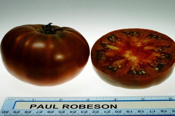 Высокоурожайный томат «красным красно f1»: описание сорта, характеристика и фото