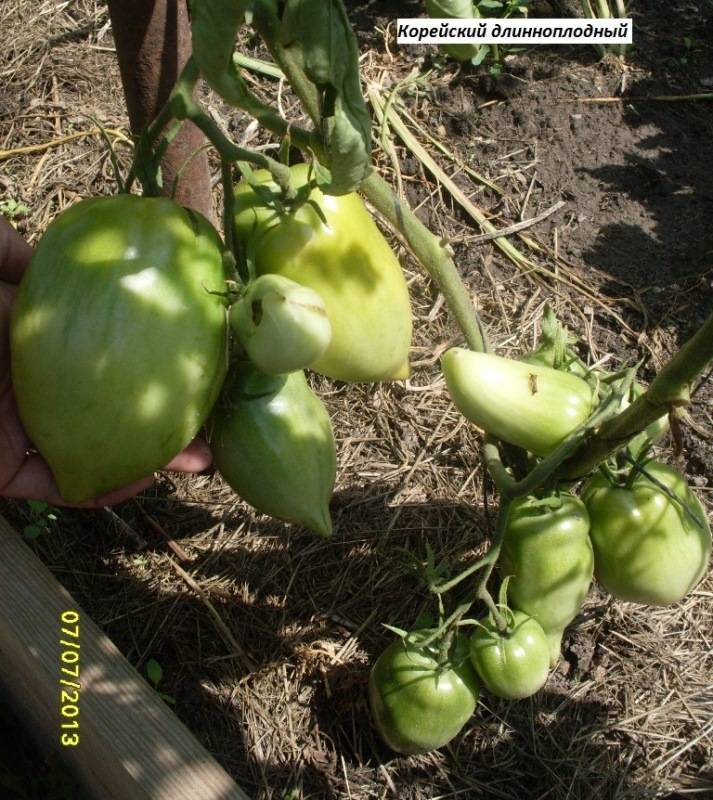 Томат самара характеристика и описание сорта урожайность с фото