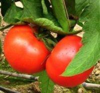 Один из лучших сортов алтайской селекции — томат «бийская роза» — описание и рекомендации по уходу