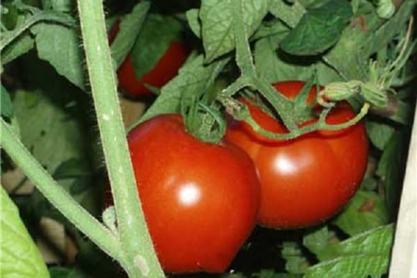 Описание сорта томата Шива f1, его характеристика и урожайность