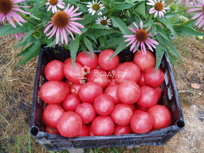 Характеристика и описание сорта томата Малиновое чудо, его урожайность