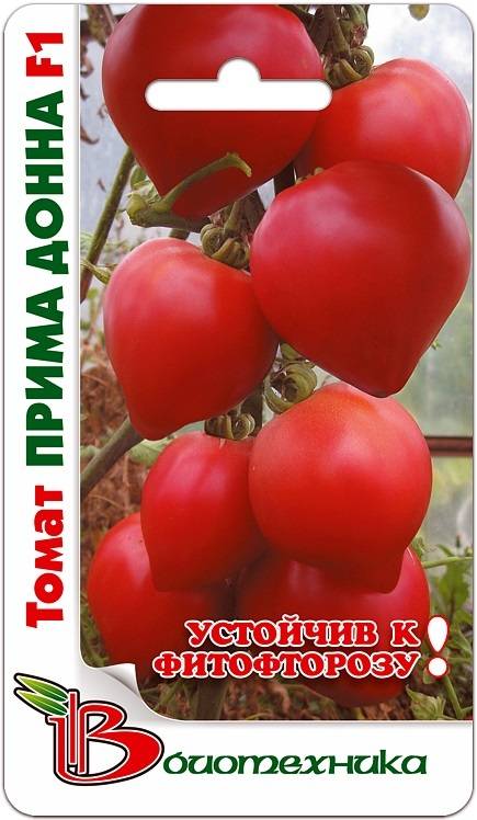 Раннеспелый высокоурожайный сорт томата джекпот