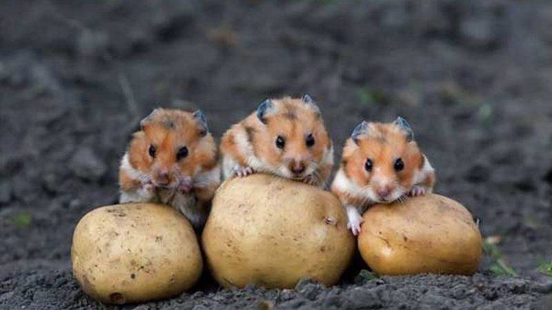 Вредители картошки: описание и борьба с ними