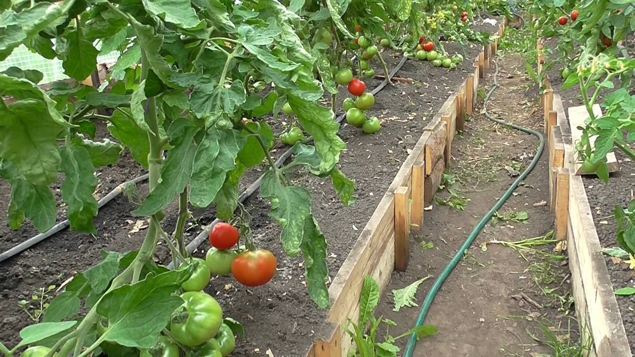 Столбур томатов и меры борьбы с заболеванием