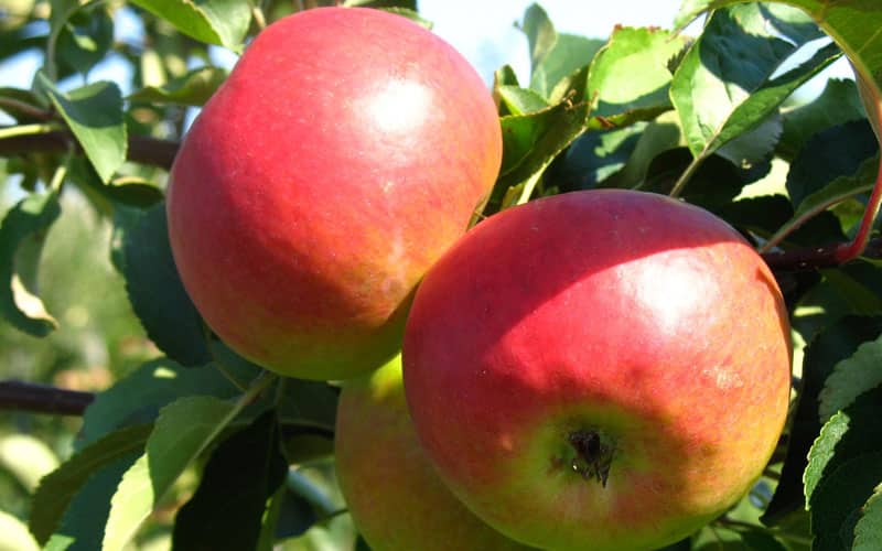 Яблоня «вишневое»: описание сорта, фото и отзывы