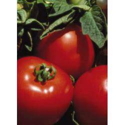 Описание сорта томата ягуар, выращивание и урожайность