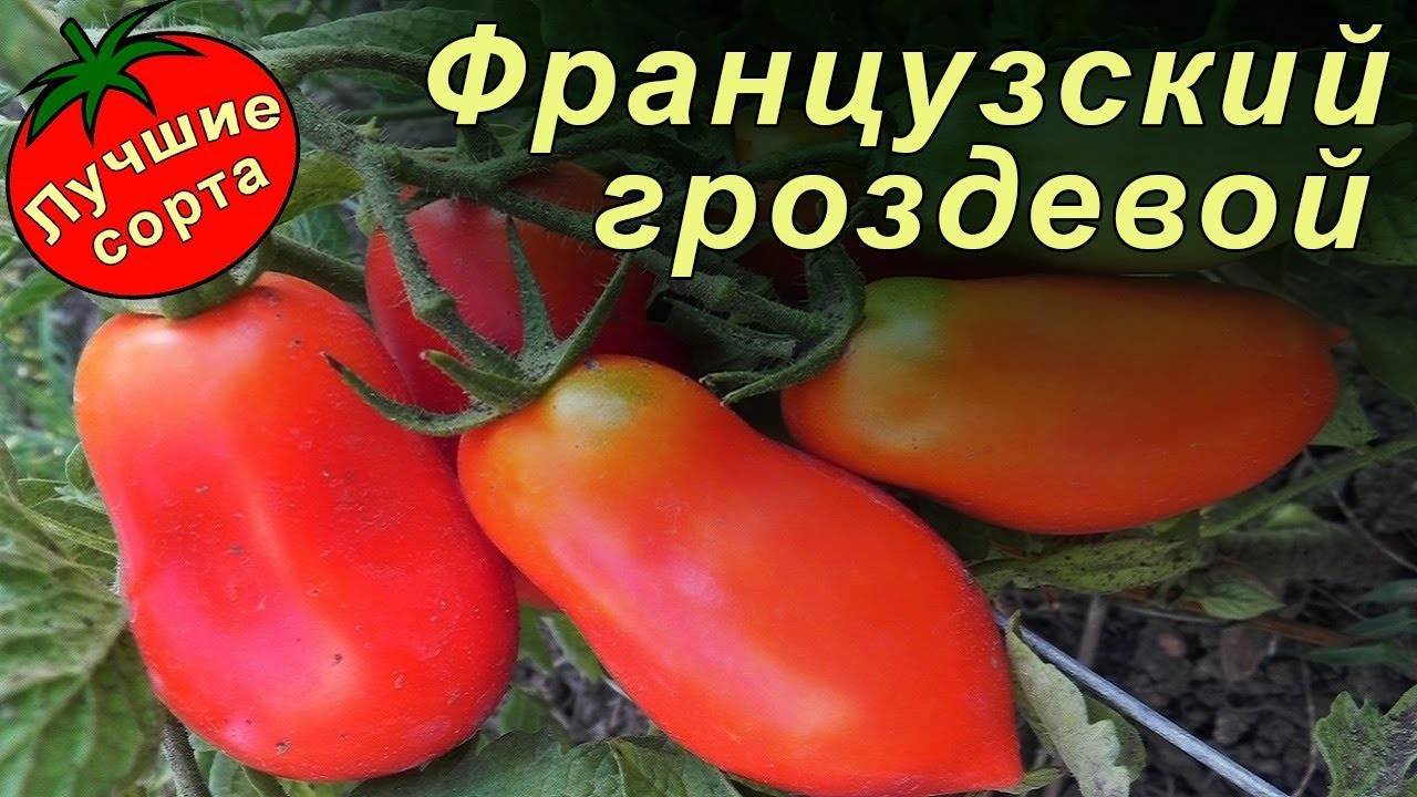 Томат Гроздевой Отзывы Фото Урожайность Характеристика