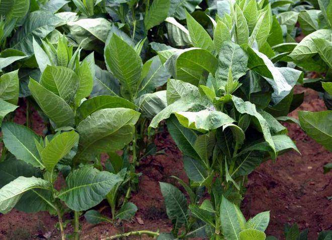 Душистый табак: выращивание в открытом грунте