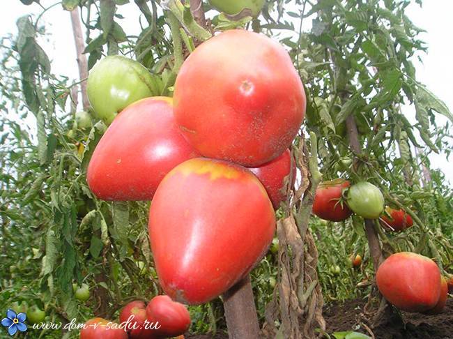Самые вкусные и урожайные томаты для подмосковья – рекомендации по выбору