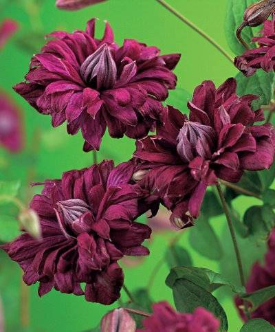 Клематис сорта «пурпуреа плена элеганс» — неприхотливый садовый красавец