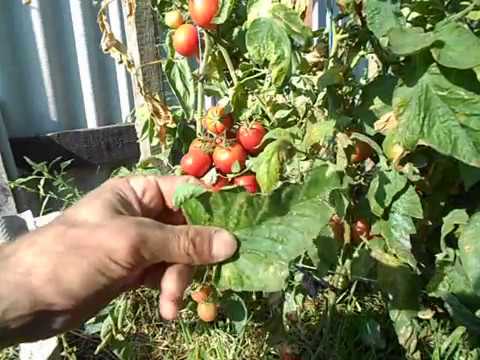 Томаты «малиновое чудо»: урожайные и устойчивые кусты
