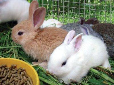 Чем можно и чем нельзя кормить декоративных кроликов