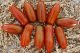 Описание и характеристики лиановидных сортов томатов