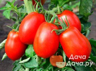 Описание высокоурожайного томата сорта бизнес леди