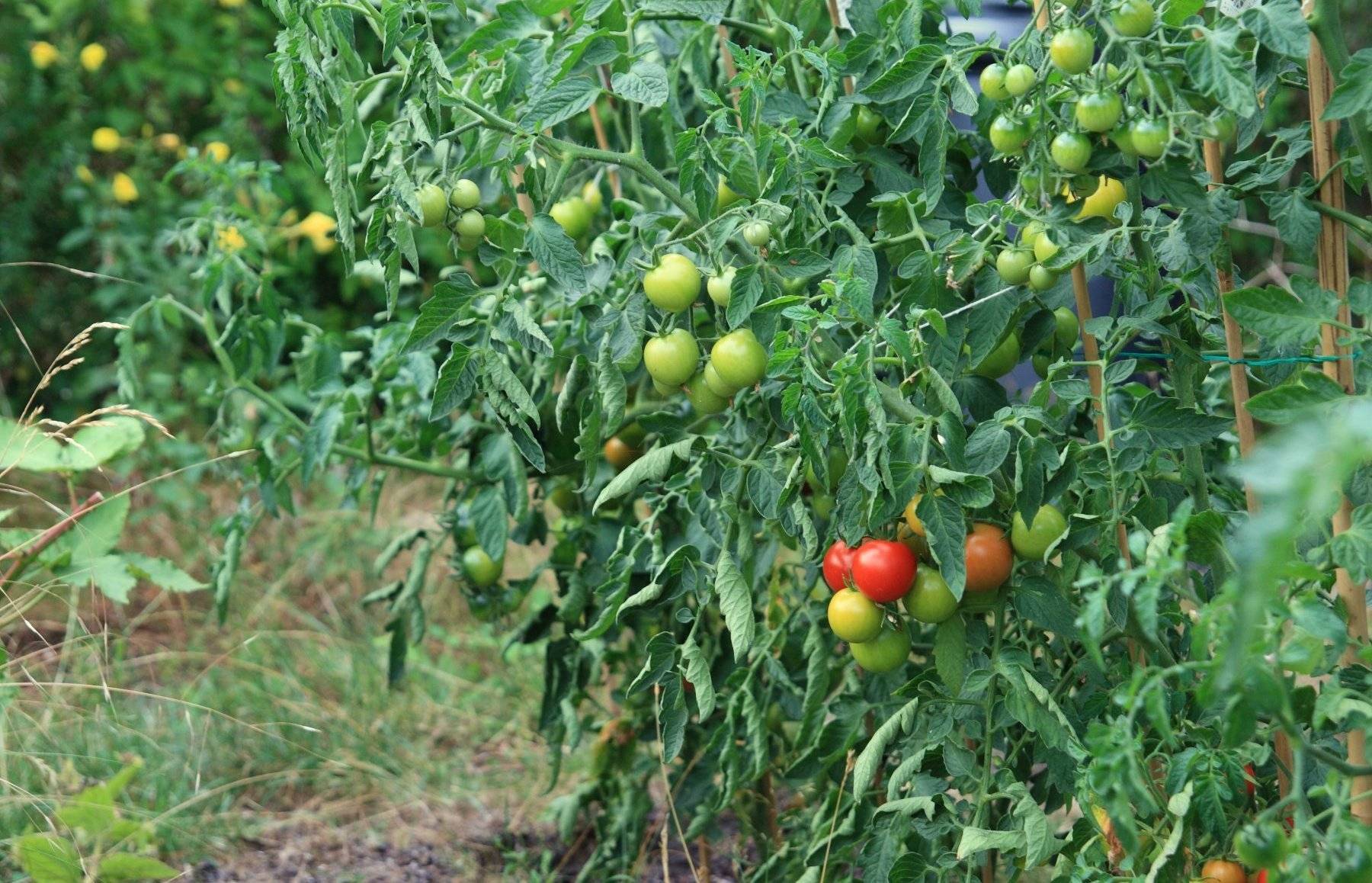 Подкормка томатов борной кислотой
