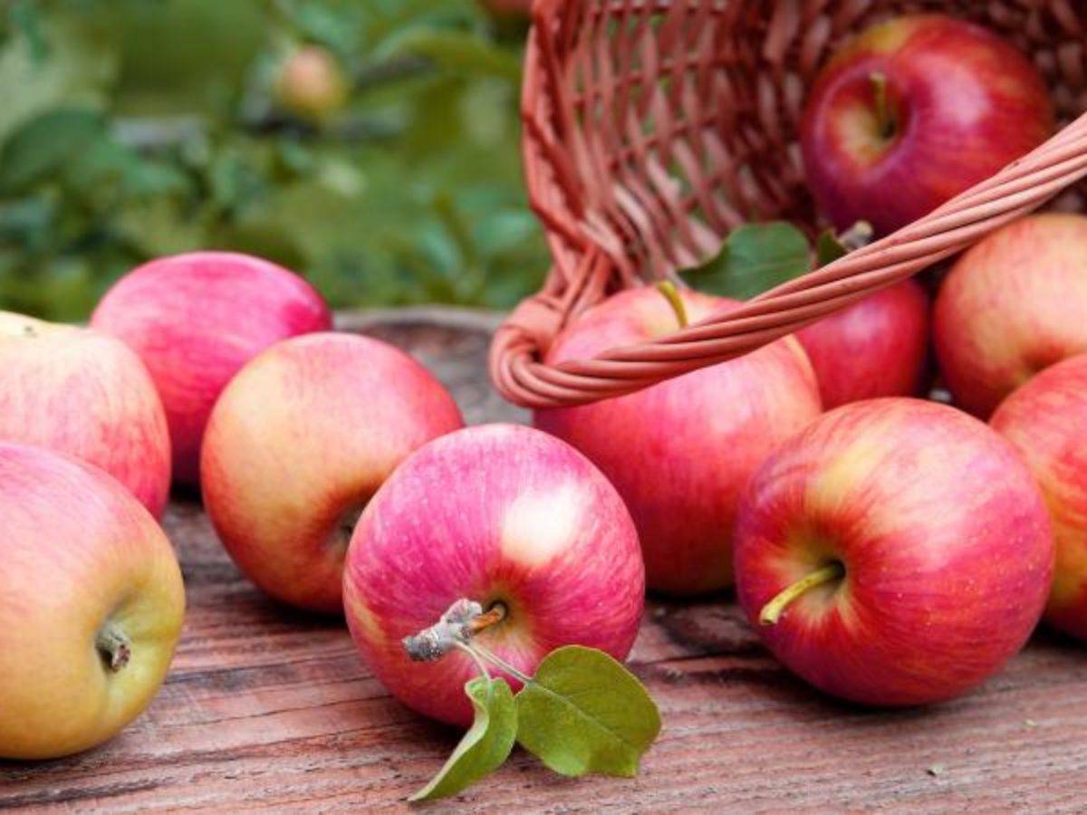 Яблоня «орлинка»: описание сорта, фото и отзывы