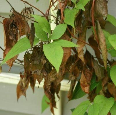 Из-за чего у клематисов сохнут листья – как предотвратить увядание