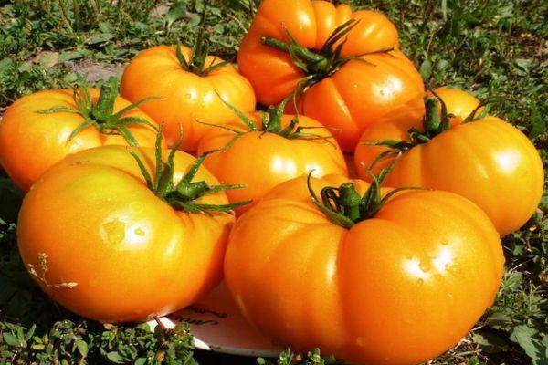 Описание сорта томата Бизон желтый, его характеристика и выращивание
