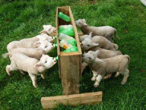 Способы того, как кормить козлят