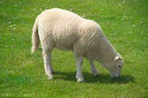 Рацион и кормление овец от а до я