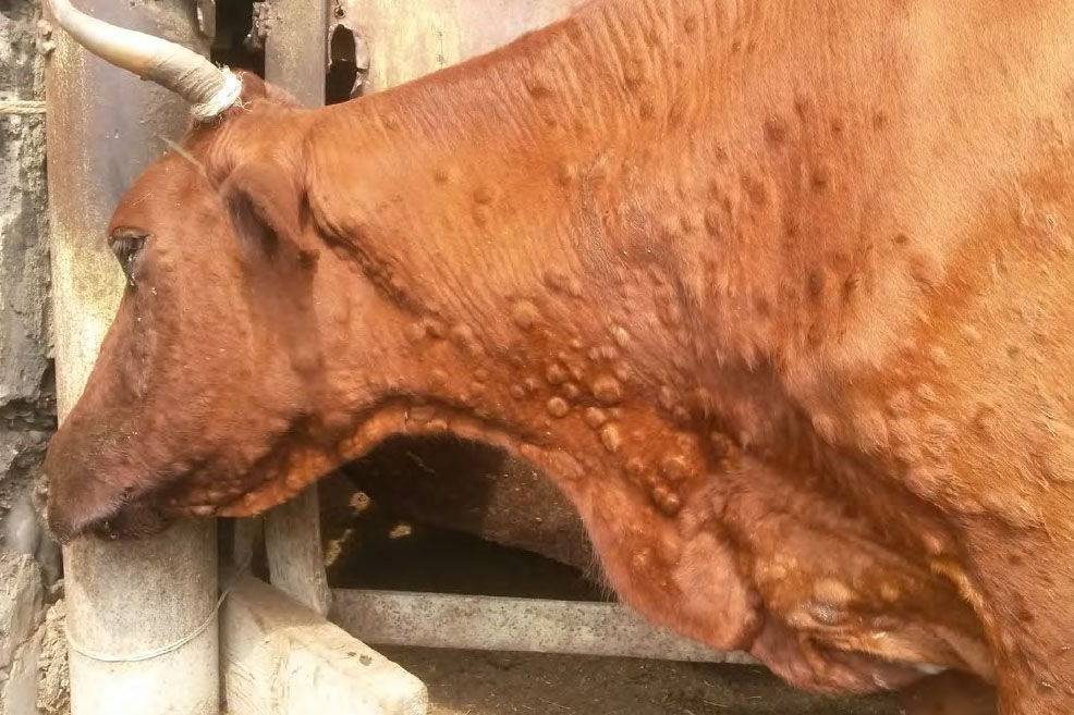 Симптомы лечение вирусная диарея крупного рогатого скота
